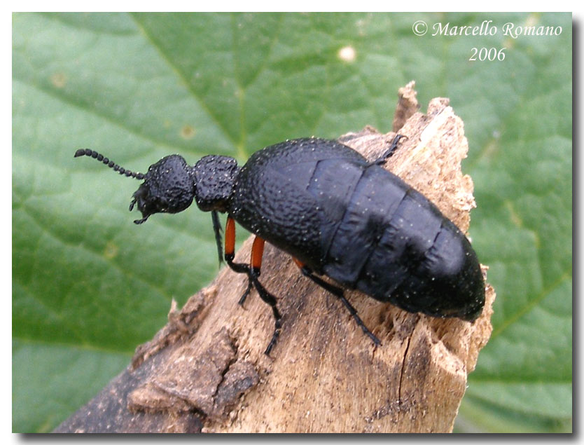 Meloe proscarabaeus e Meloe erythrocnemus